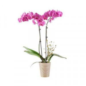 orhidee-plante-interior-pamant-flori